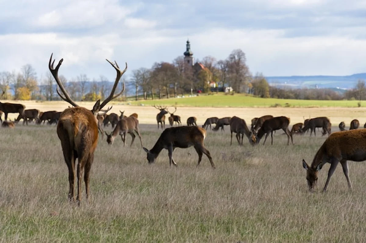 autumn forest czech republic deer rut