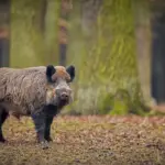 wild animals autumn Czech forest
