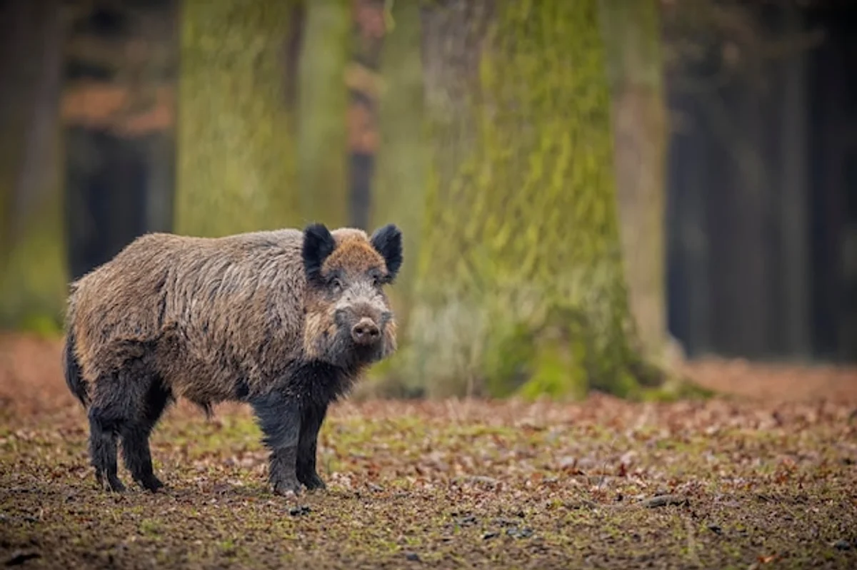 wild animals autumn Czech forest