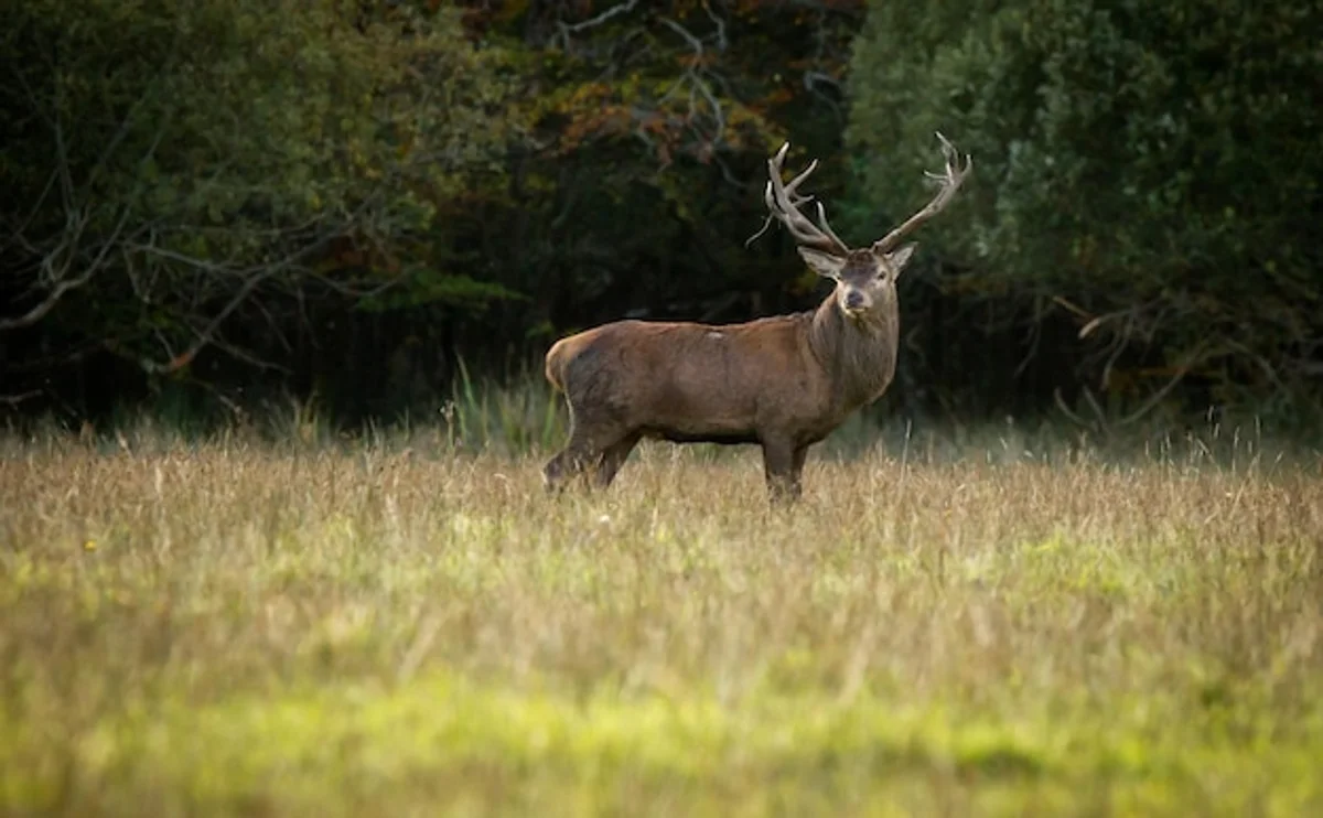 wild deer in autumn Czech forest