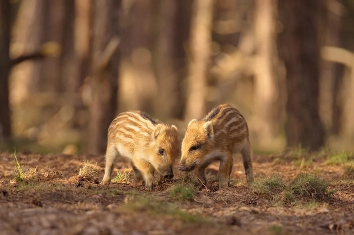 wild boar family autumn forest Czech