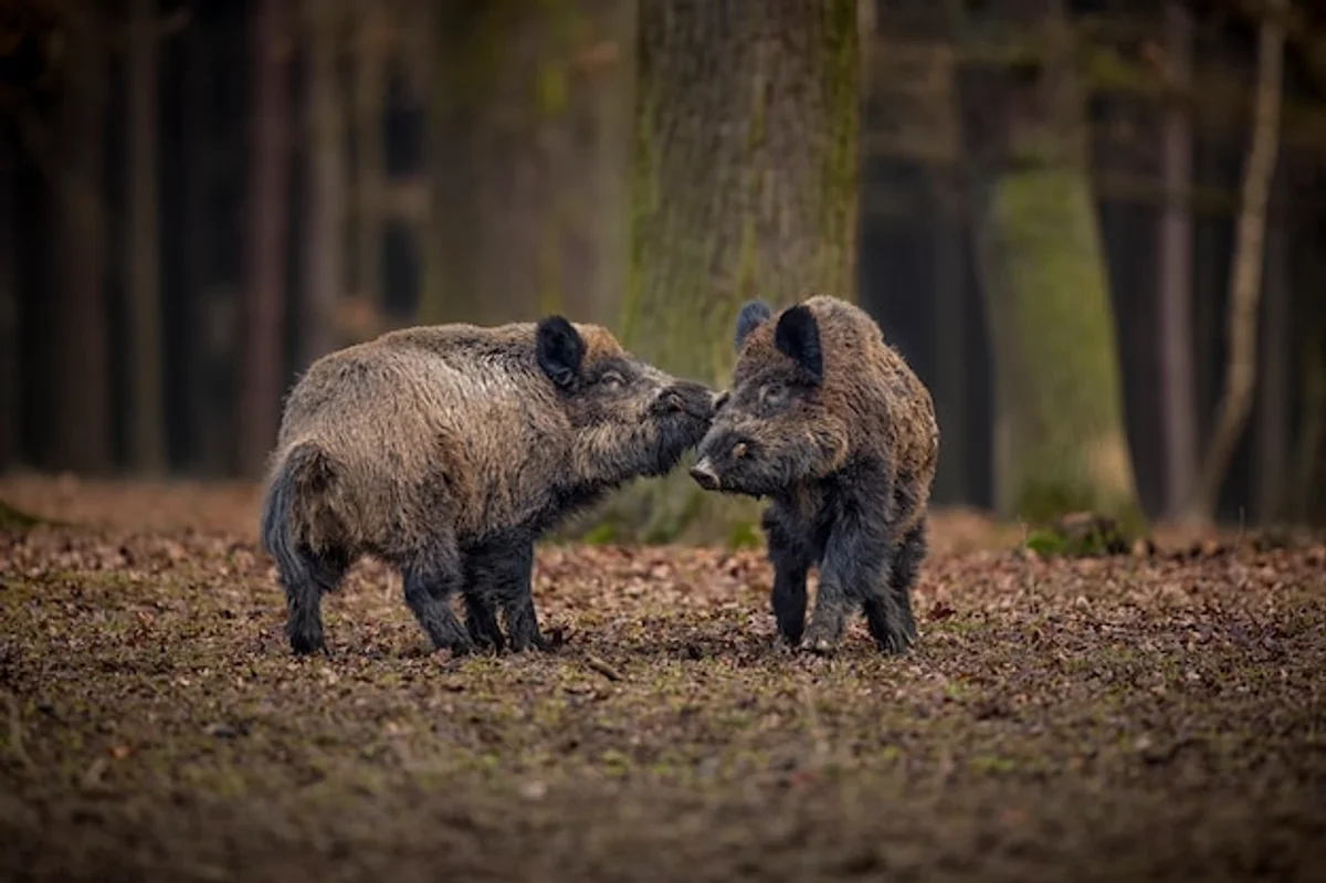 wild boar at night Czech forest