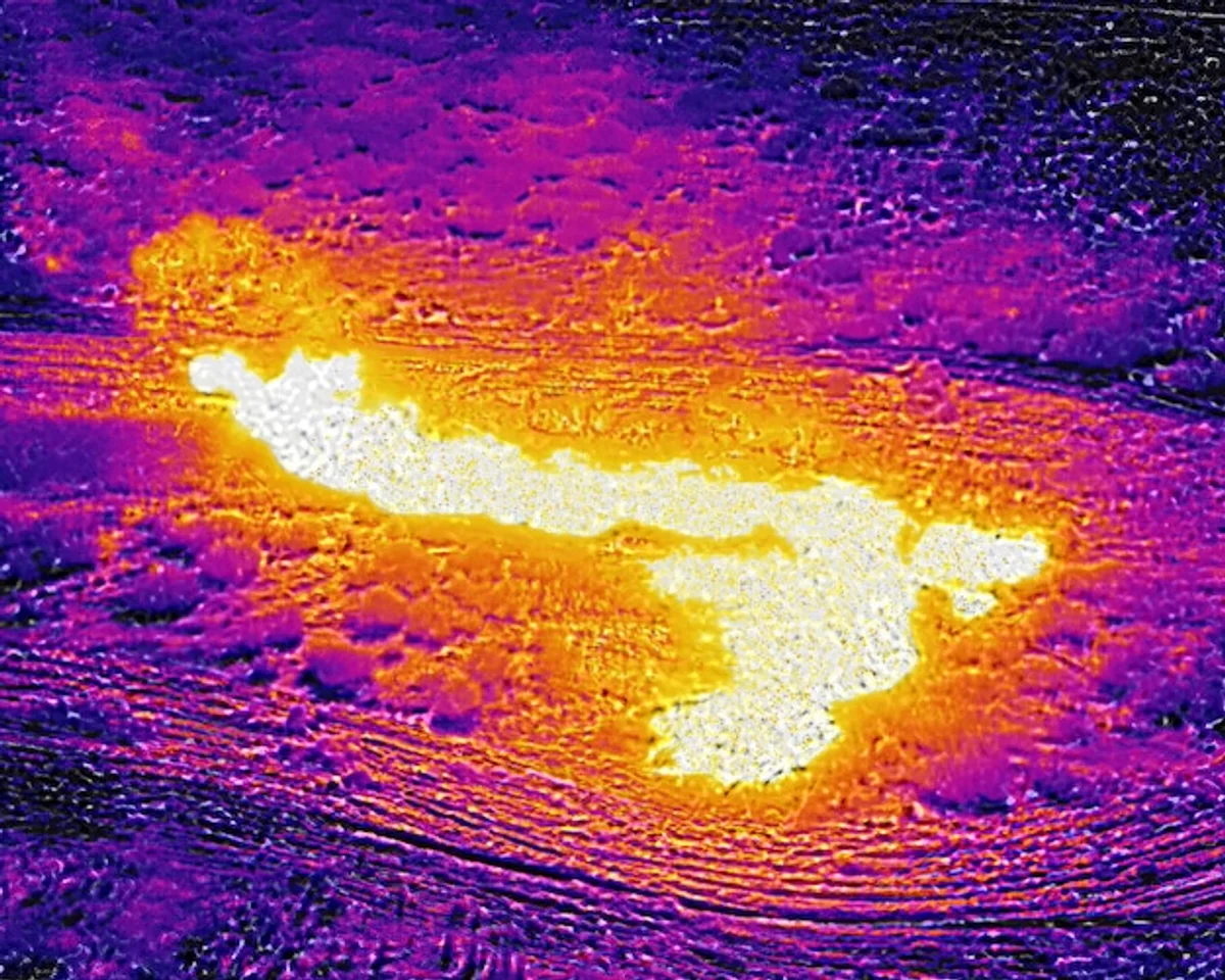 thermal drone wildlife camera night forest