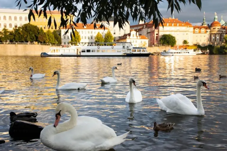 bird migration Czech Republic autumn