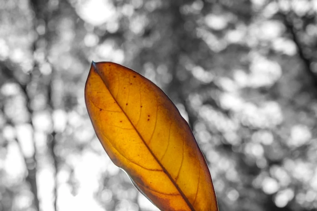 autumn mood depression leaves