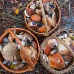 dangerous mushrooms in kitchen