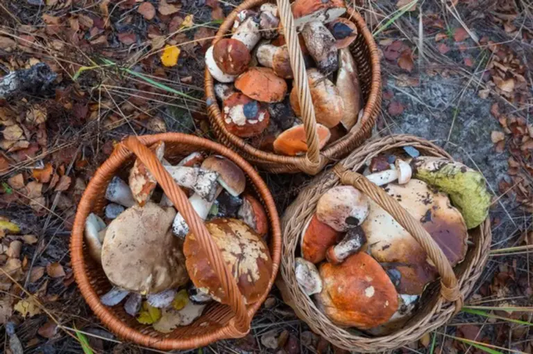 dangerous mushrooms in kitchen