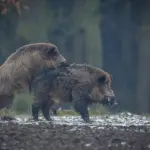 wild animal encounter czech nature