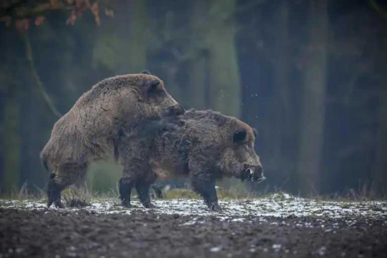 wild animal encounter czech nature