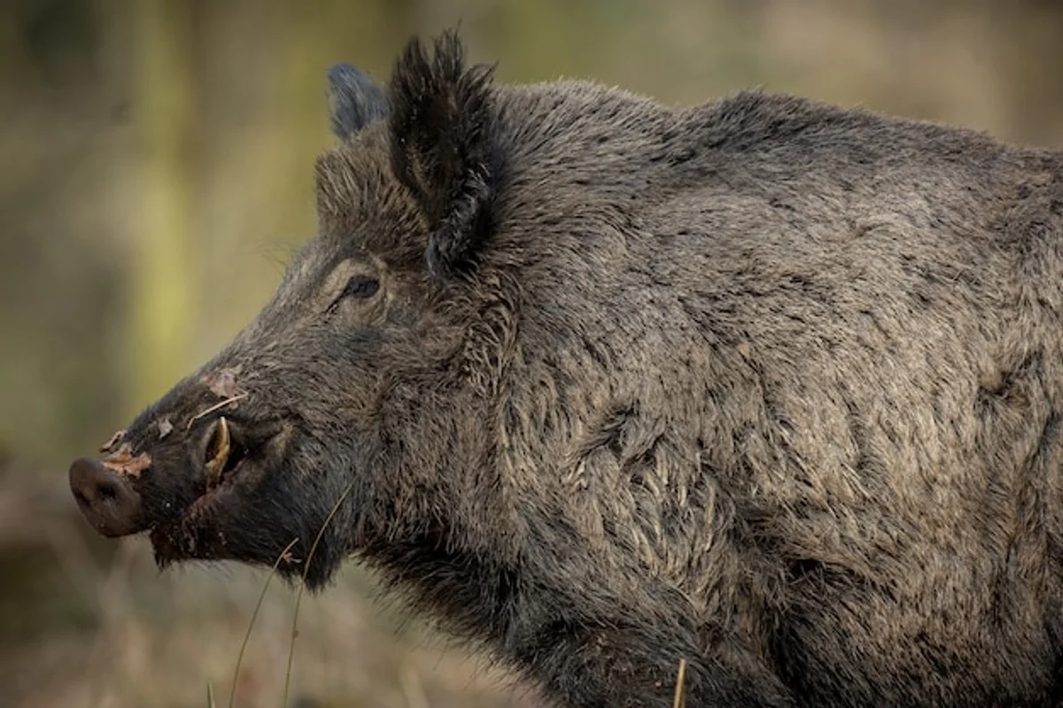 wild boar encounter in czech forest