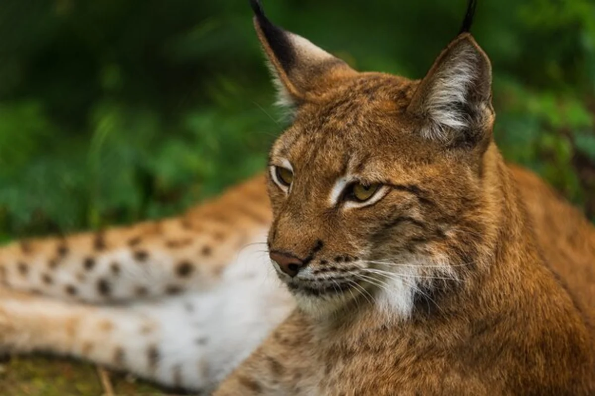 close up czech lynx in nature
