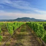 Czech autumn wine vineyard celebration