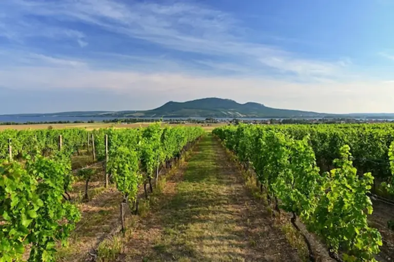 Czech autumn wine vineyard celebration