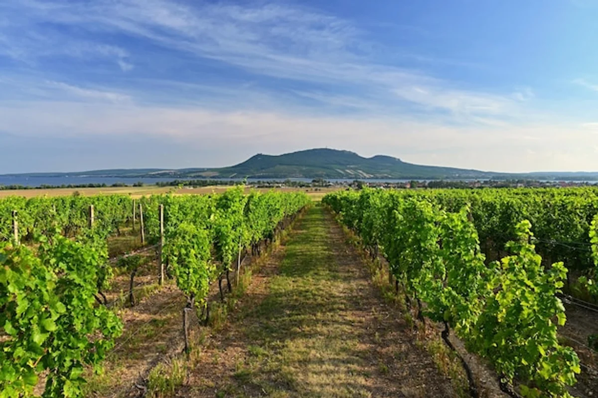 Czech autumn wine vineyard celebration