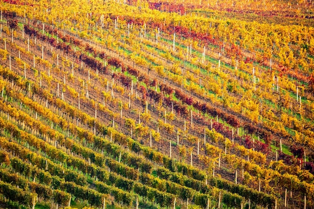 Czech vineyard autumn colorful grapes