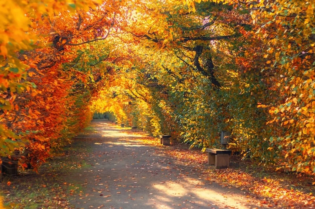 Czech garden bush with birds in autumn