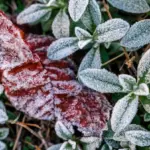 fresh autumn herbs garden frost