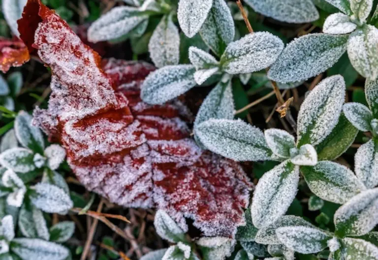 fresh autumn herbs garden frost