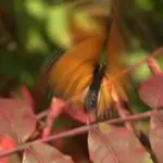 autumn bird migration czech republic