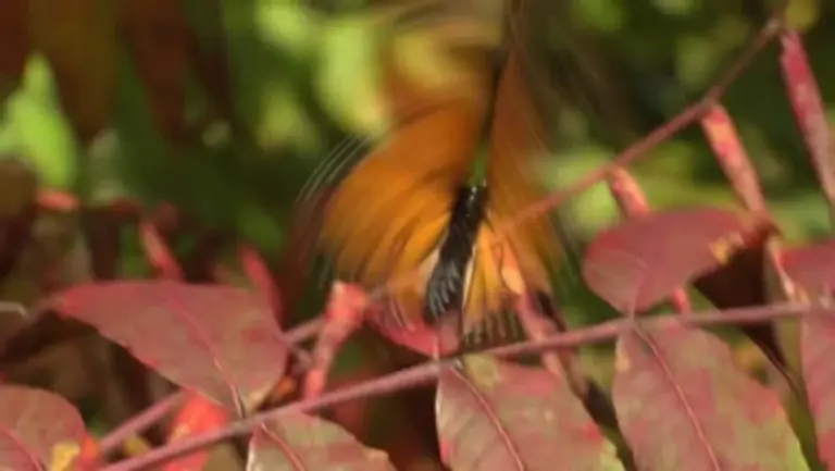 autumn bird migration czech republic