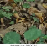 autumn czech amphibian mating in forest dew