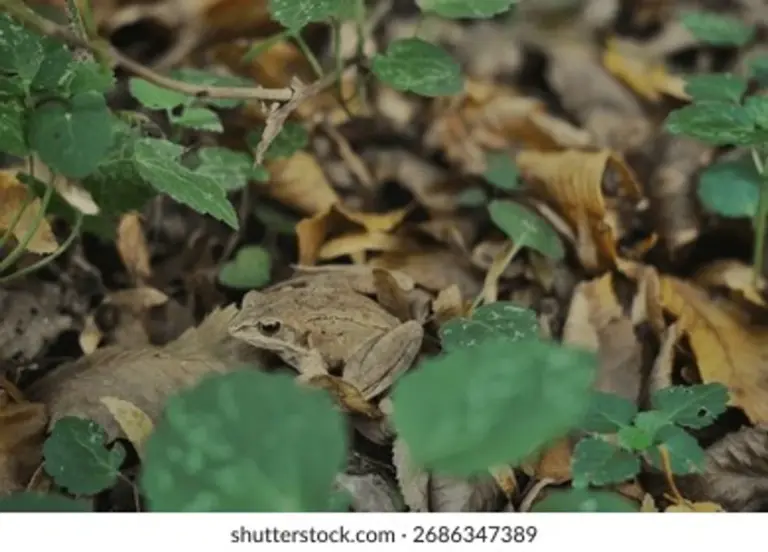 autumn czech amphibian mating in forest dew