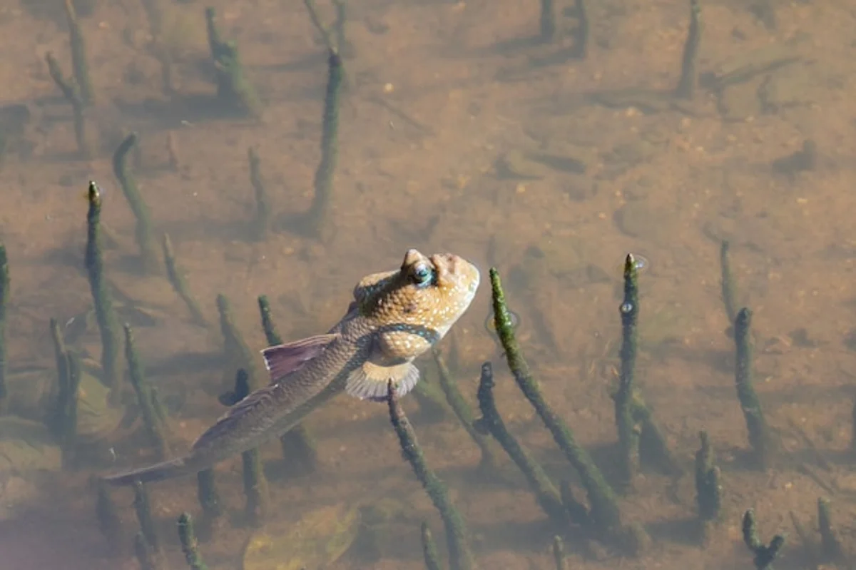 autumn amphibian mating czech nature wildlife