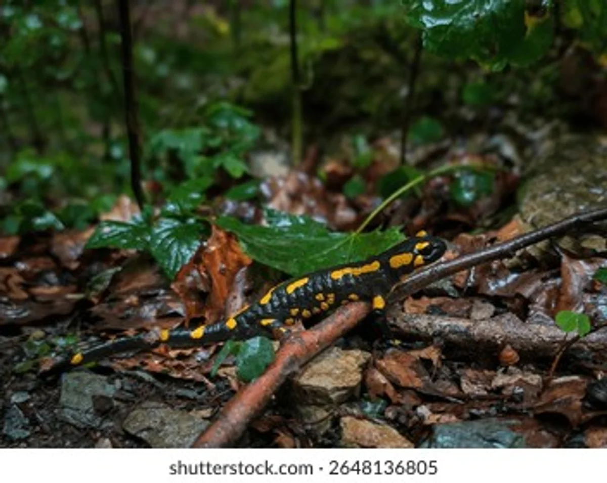 salamander mating autumn czech forest rain
