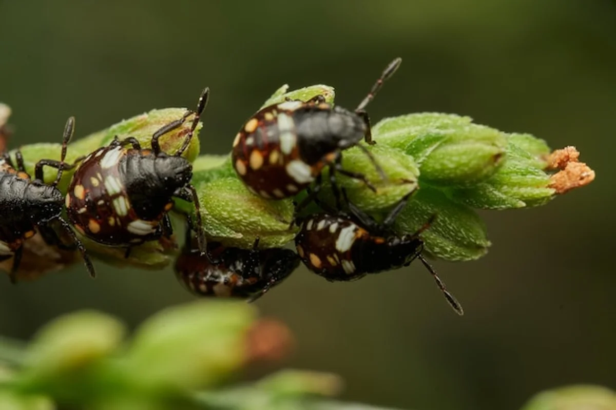 beneficial insects in autumn garden