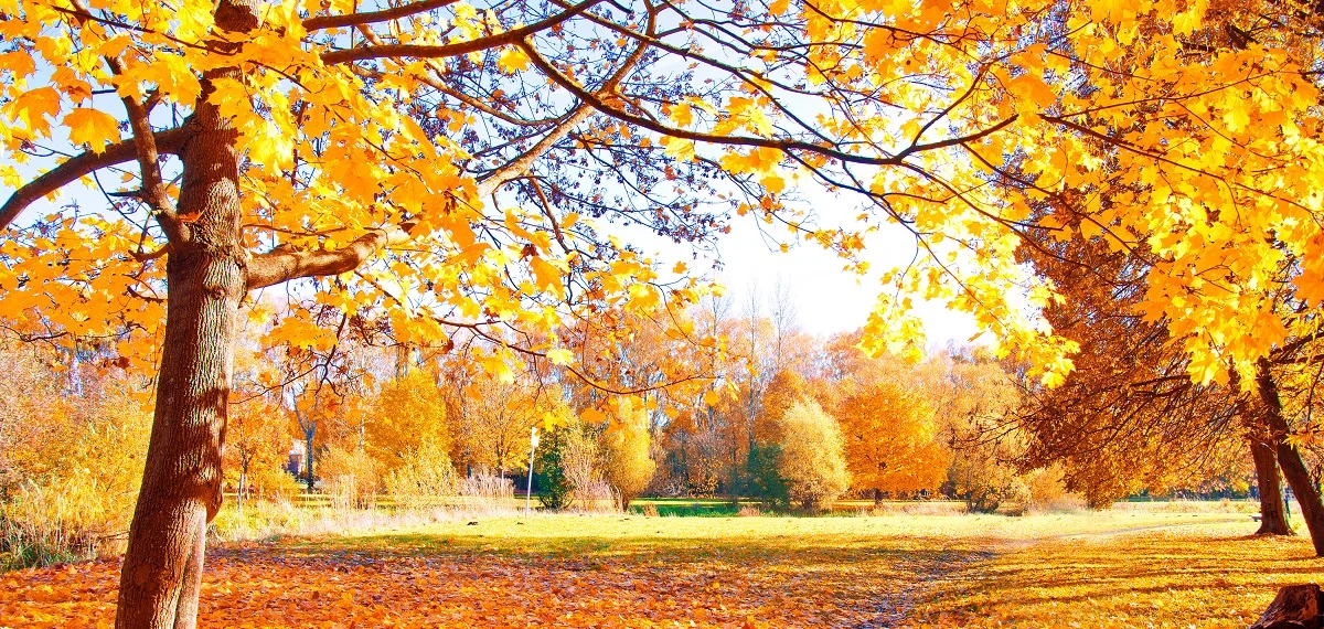 vibrant autumn allee czechia romantic