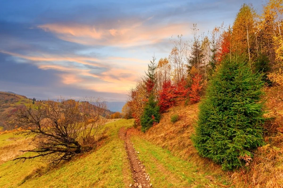 Czech autumn sunset over forest with orange sky