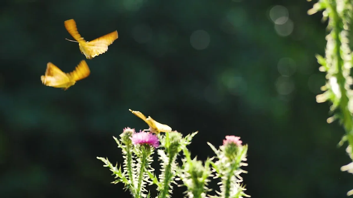 Butterflies flying over European landscape