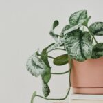 5 Rostlin, Které Brání Úspěchu v Domě