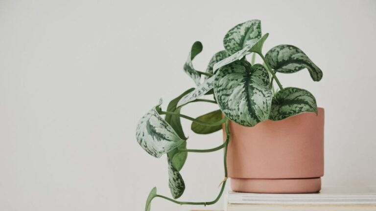 5 Rostlin, Které Brání Úspěchu v Domě