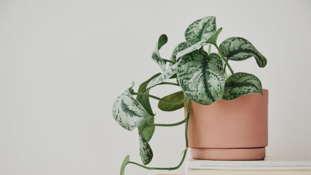 5 Rostlin, Které Brání Úspěchu v Domě