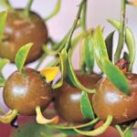 Chutě a vlastnosti citronového vína