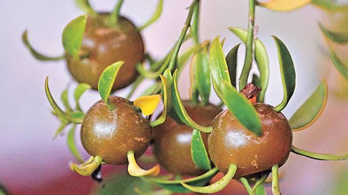 Chutě a vlastnosti citronového vína