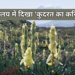 Co je 'Sikkim Sundari', přírodní zázrak v Himálaji po 30 letech?