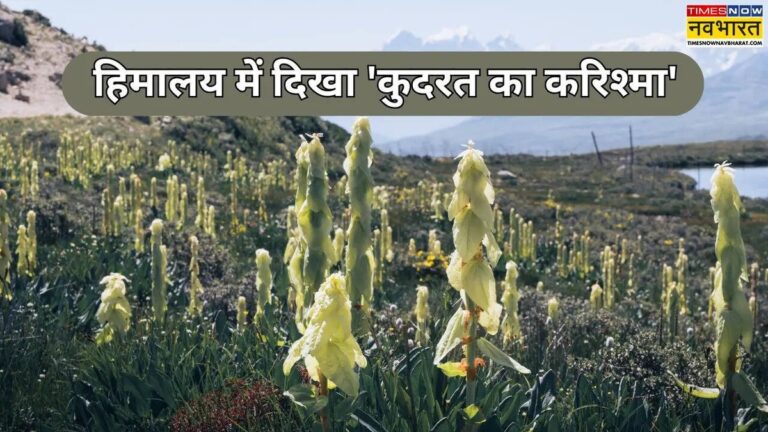 Co je 'Sikkim Sundari', přírodní zázrak v Himálaji po 30 letech?