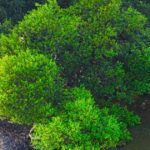 Další poznání o jedovatém stromu Manchineel