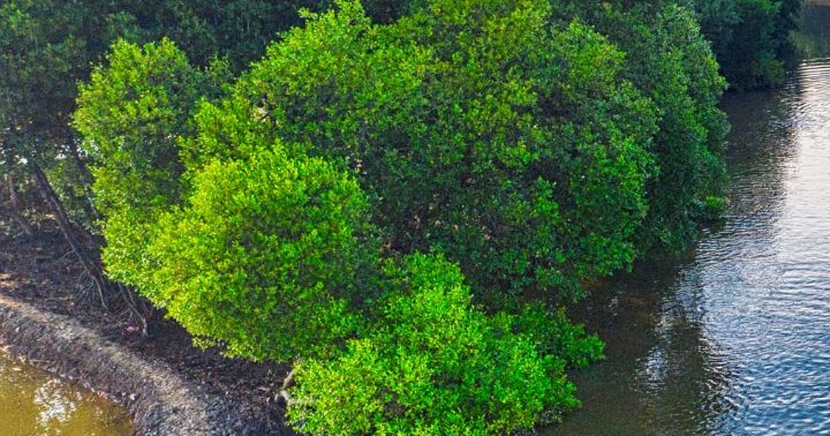 Další poznání o jedovatém stromu Manchineel