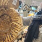 Haguenau: Hledání fosilií, lov pokladů stále více omezený