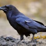 Indické vrány jako jedny z nejinteligentnějších ptáků na světě