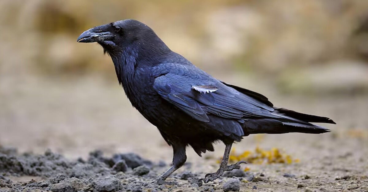Indické vrány jako jedny z nejinteligentnějších ptáků na světě