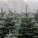 Invasivní druh se skrývá v vánočních stromech. Odborníci varují