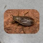 Invaze hmyzu v AMBA: co to je a proč se stala