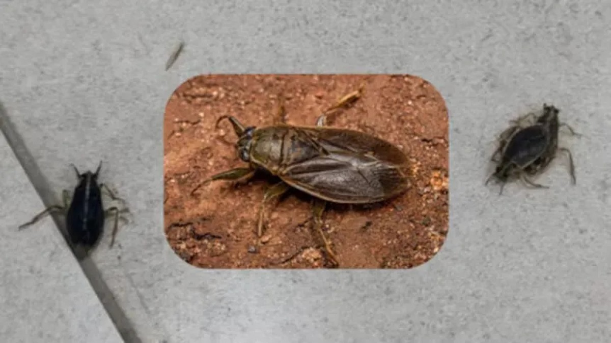 Invaze hmyzu v AMBA: co to je a proč se stala