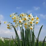 Král bažin a bláta: Cesta k rozkvětu narcisků, před nebo po dešti