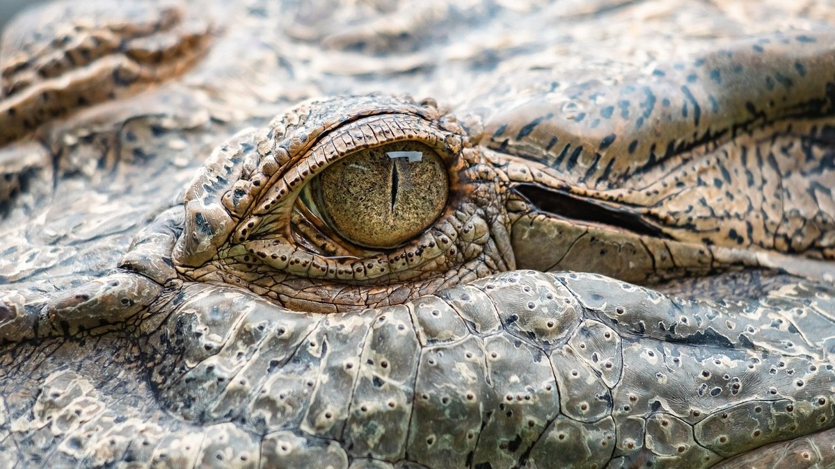 Největší síla zvířecího kousnutí: Csontroppantó