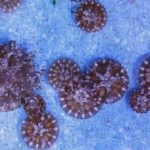 Neobvyklý objev v hlubinách Antarktidy